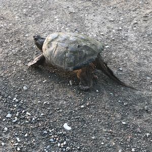 Meet your Posher, Makenna